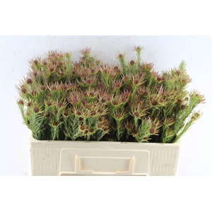 LEUCAD JUBILEE CROWN