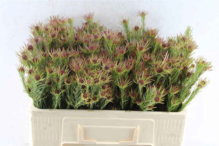 <h4>LEUCAD JUBILEE CROWN</h4>