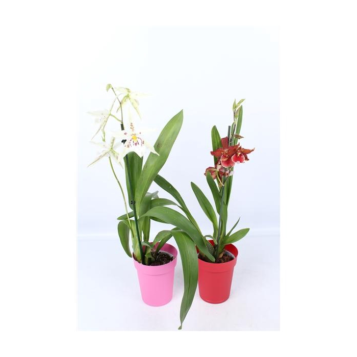 <h4>Cambria mix 1 tak met rode en roze pot</h4>