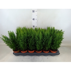 Chamaecyparis laws. 'Ellwoodii'