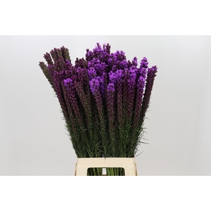 Liatris Callilepis