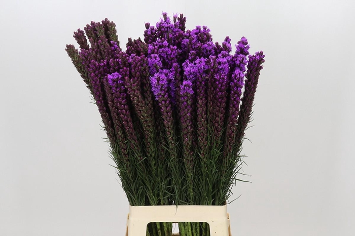 <h4>Liatris Callilepis</h4>