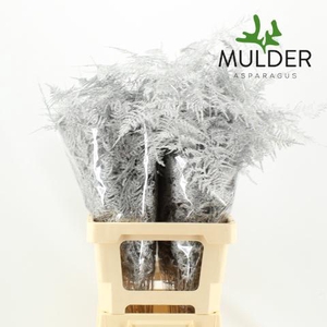 Asp Klb H% Extra Veren Silver