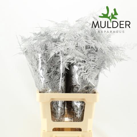 <h4>Asp Klb H% Extra Veren Silver</h4>