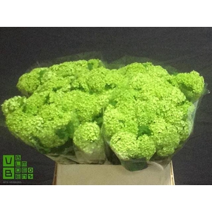 Viburnum Roseum St