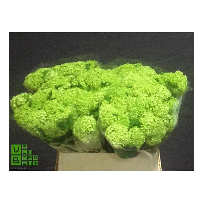 <h4>Viburnum Roseum St</h4>