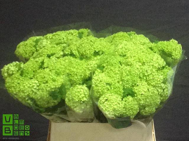 Viburnum Roseum St