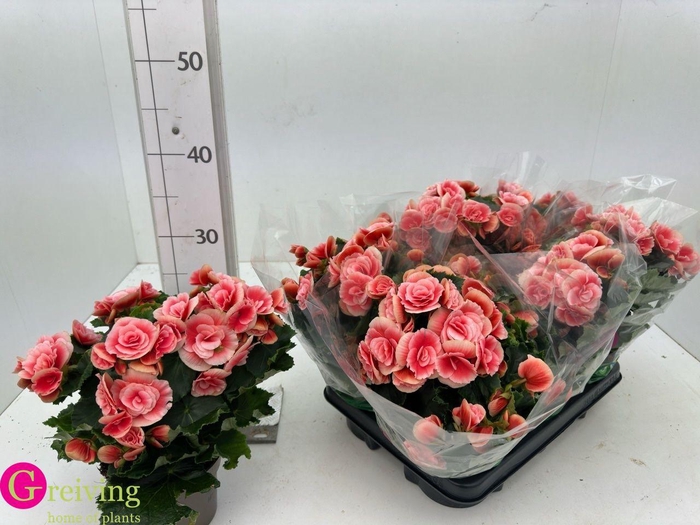 <h4>BEG DU BORIAS</h4>