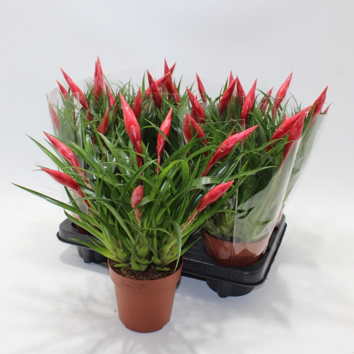 <h4>VRIES ASTRID</h4>