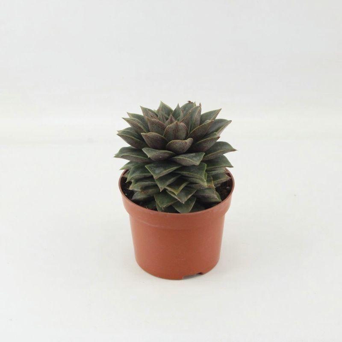 <h4>Echeveria Purpusorum</h4>