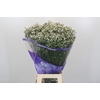 Limonium White Diamond