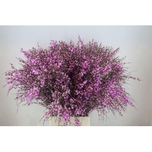 Ginster 400gr Lilac P Bunch