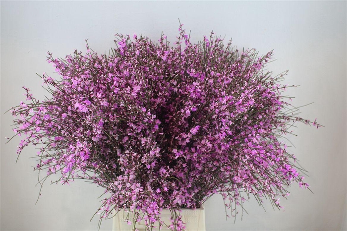 <h4>Ginster 400gr Lilac P Bunch</h4>
