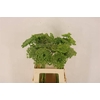 Ammi Visnaga Green Mist