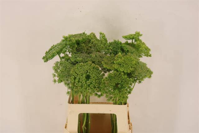<h4>Ammi Visnaga Green Mist</h4>