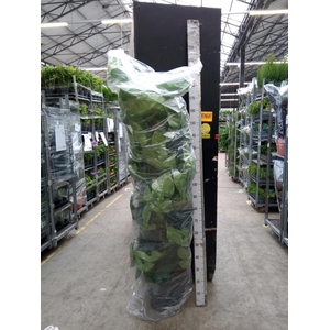 Philodendron bipennifolium