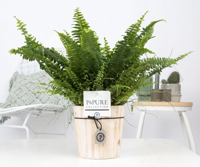 <h4>Nephr Green Lady Hout</h4>