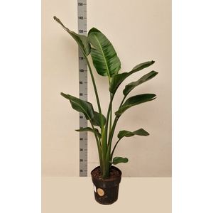 STRELITZIA ALBA