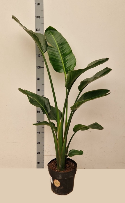 <h4>STRELITZIA ALBA</h4>