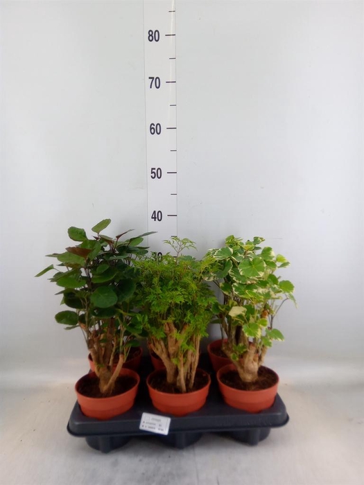 <h4>Polyscias   ...</h4>