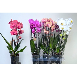 PHAL EL CASCADE