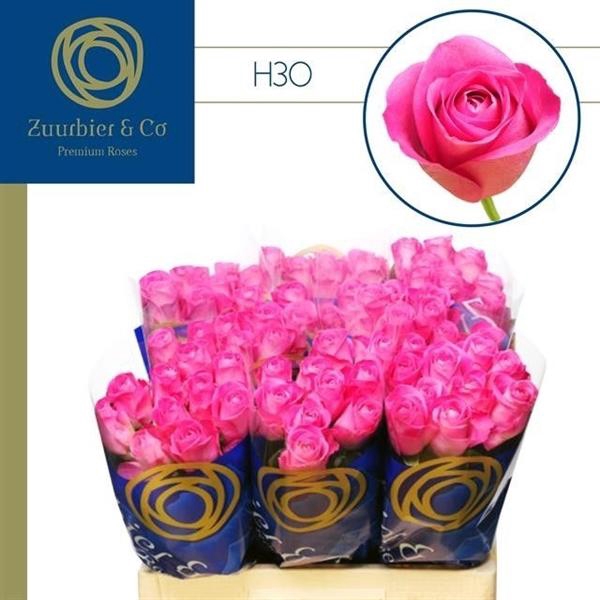 <h4>R GR H3O 40 ZBI RAW</h4>