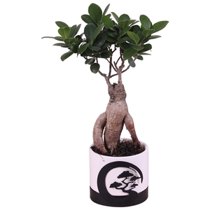 Ficus m. Ginseng Ball Shape 9cm in 10cm Ceramic + Zen Circle