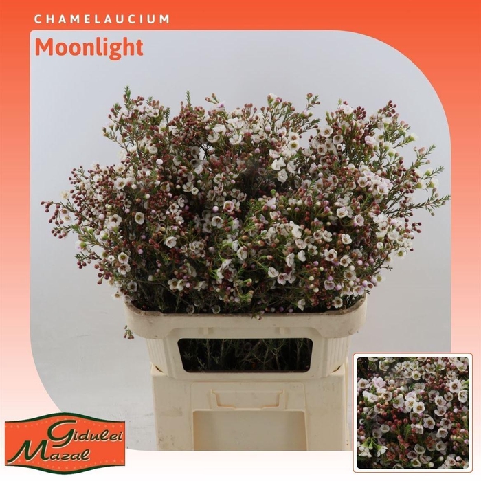 <h4>Chamelaucium Moonlight</h4>