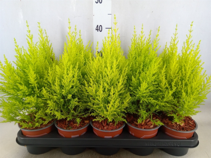 <h4>Cupressus macro. 'Goldcrest Wilma'</h4>