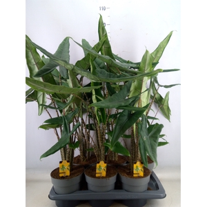 Alocasia   ...