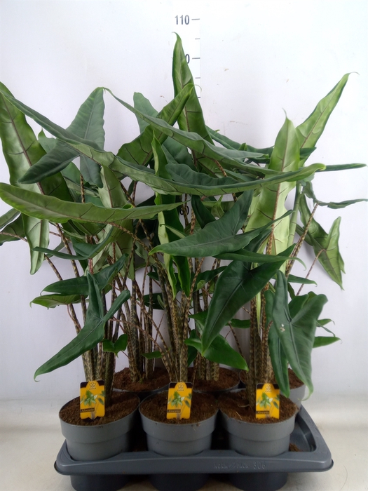 <h4>Alocasia   ...</h4>