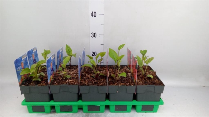 <h4>Echinacea purp.</h4>