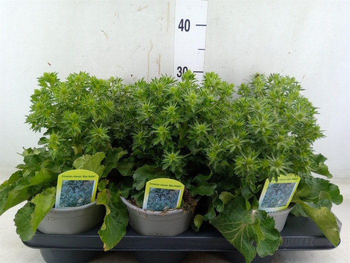 <h4>Eryngium alp. 'Blue Star'</h4>