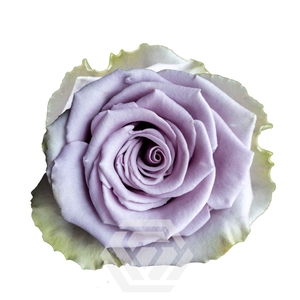 R GR SHOCKING BLUE Tessa