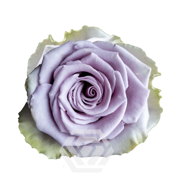 <h4>R GR SHOCKING BLUE Tessa</h4>