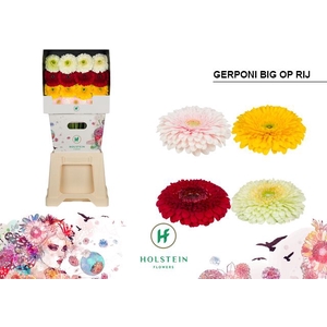 Gerbera Pomponi Mix Pomponi Diamond