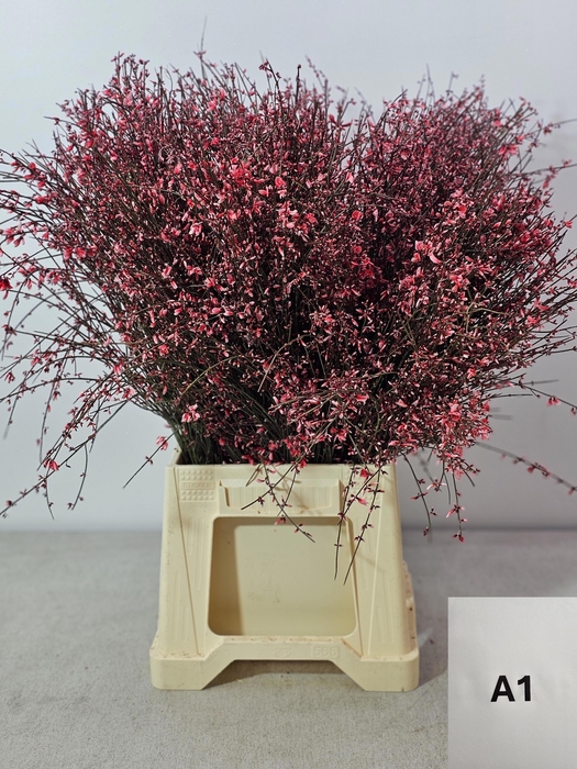 <h4>GINGSTER PB ROOD</h4>