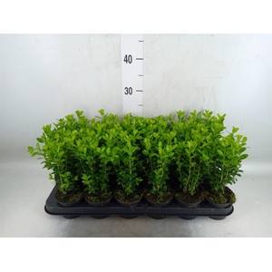 Buxus semp.   ...