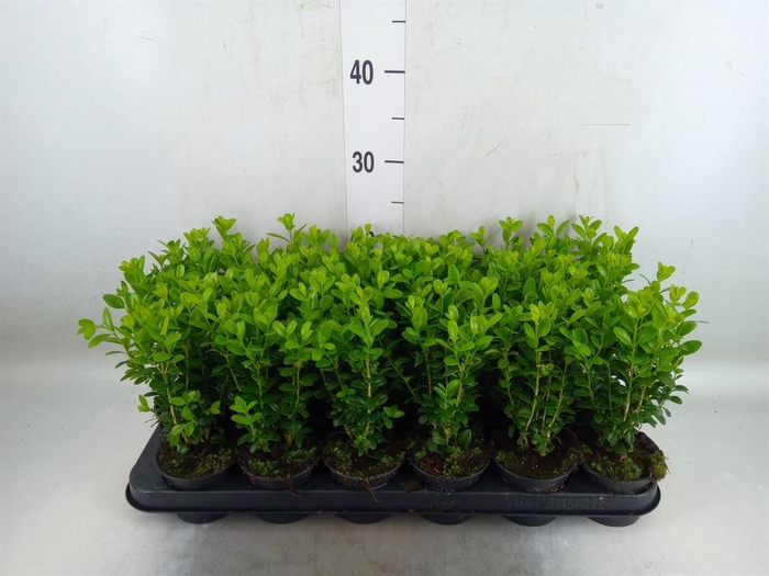 <h4>Buxus semp.   ...</h4>