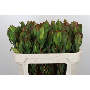 LEUCAD LAUREL YELLOW