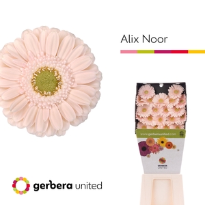 Germini Alix-Noor Diamond