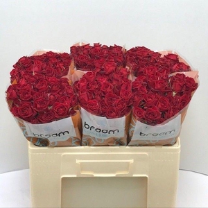 Rosa TR 'Dominica' BRAAM