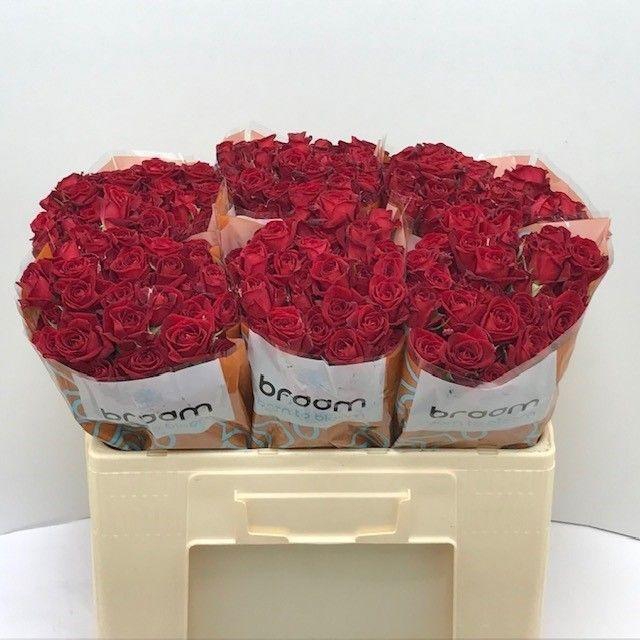 <h4>Rosa TR 'Dominica' BRAAM</h4>