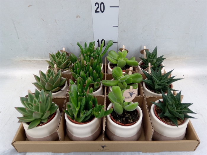 <h4>Succulents   ...mix 3</h4>