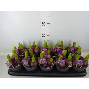 Hyacinthus orie. 'Pearl Blue'