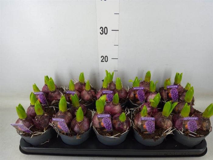 <h4>Hyacinthus orie. 'Pearl Blue'</h4>