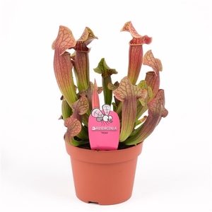 Sarracenia 'Tess'