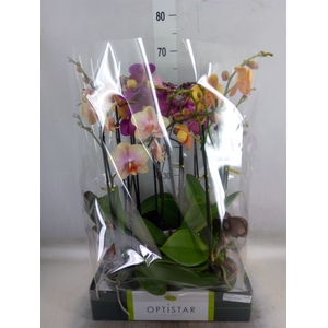 Phalaenopsis   ...mix