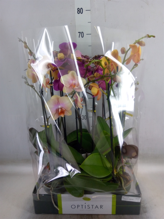 <h4>Phalaenopsis   ...mix</h4>
