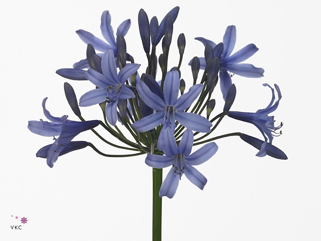 Agap Happy Blue